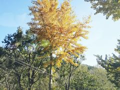 -遵化市禅林寺古银杏风景园