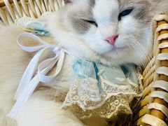 -怪兽屋·羊驼·猫咖·狗咖(俊华广场店)