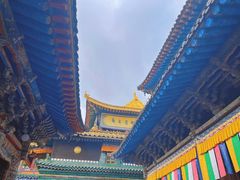 -塔尔寺-菩提树