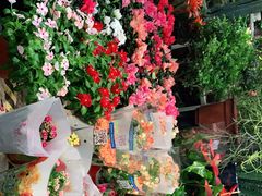 -双季花艺园艺市场(浦东店)