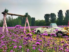-北京东方普罗旺斯薰衣草庄园