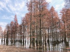 -池杉湖湿地公园