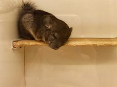 睡着的龙猫-龙猫仔乐园(惠福东路店)