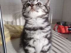 -东方名猫馆·英短金渐层布偶猫舍(环线广场1号楼店)