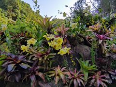 -深圳仙湖植物园