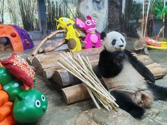 -海南热带野生动植物园