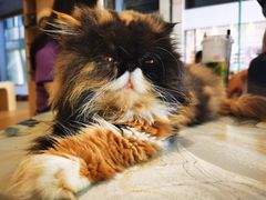 -瞄一喵猫咖(格力海岸店)