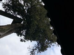 -太平天国侍王府