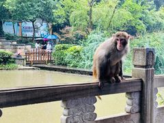 -黔灵山公园