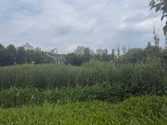 -洋湖国家湿地公园