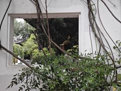 -日出青木