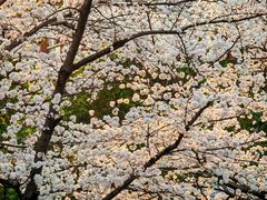 -高东镇樱花园