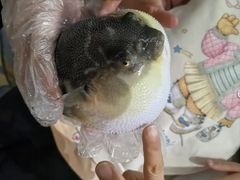 -肆月河豚·淮扬菜·湘菜(华天店)