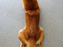 -柴源莊·柴小宠柴犬咖啡
