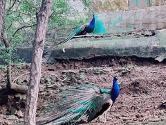 -燕塞湖鸟语林景区