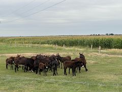 -亿利库布其七星湖沙漠生态旅游区