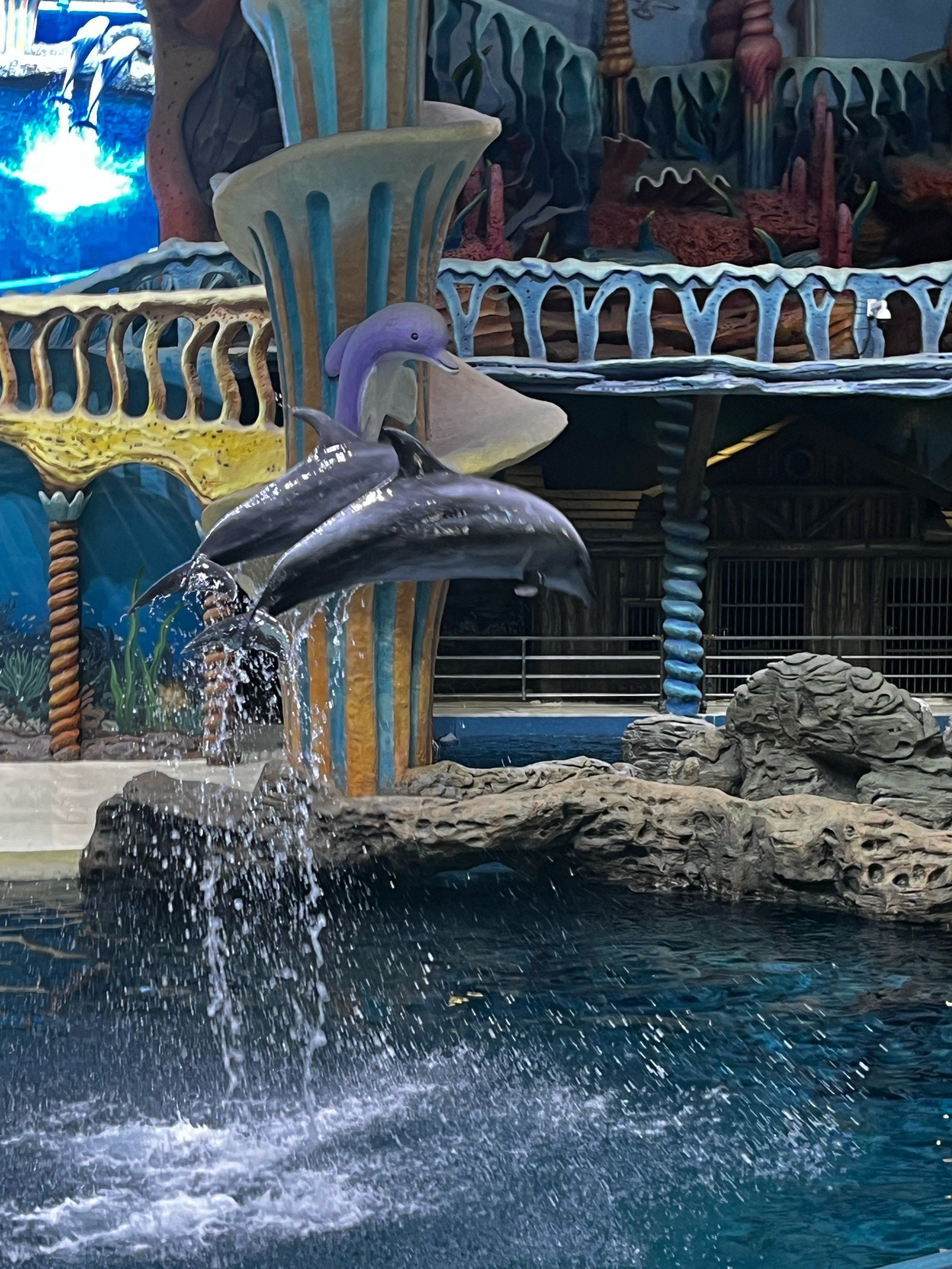 周末溜娃 郑州海洋馆能呆一天🐬