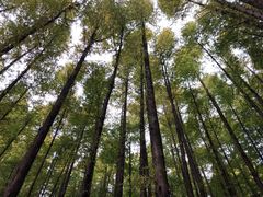 -山王坪喀斯特国家生态公园