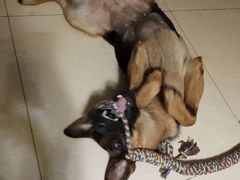 -美联众合动物医院·24h京西诊疗中心