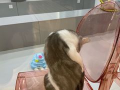 -糯米喵星人·撸猫猫舍咖啡馆(西市场嘉华店)