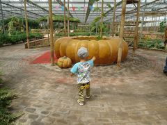 景点-观光南瓜园