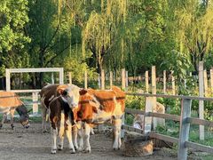 -圣露庄园·露营·烤肉·亲子