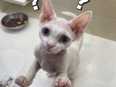 -十年猫舍·猫咪专门店(普陀店)