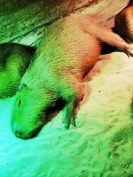 -Zoolung Zoolung动物主题公园(海信广场店)