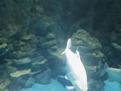 -多彩贵州城极地海洋世界