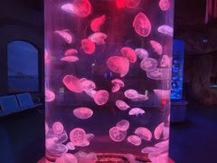 -泉城欧乐堡海洋极地世界