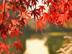 -梁鸿国家湿地公园