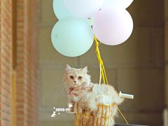 -超宠爱宠物摄影-Super pet