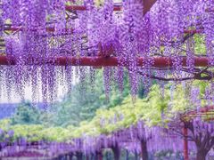 -嘉定紫藤园