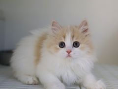 -lincat·猫舍(广州店)