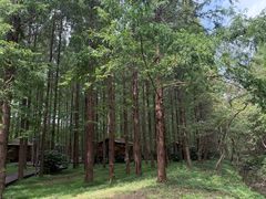 -黄海国家森林公园