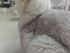 -怪兽屋·羊驼·猫咖·狗咖(俊华广场店)