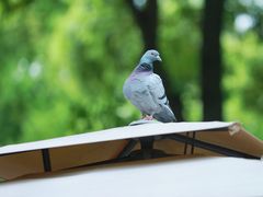 -谷咖啡·鲜花绿植花园餐厅