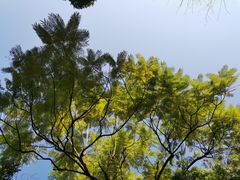 -铁山坪森林公园