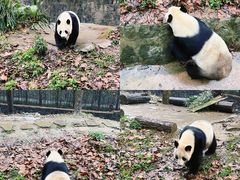 -都江堰中华大熊猫苑