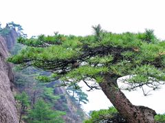-黄山风景区