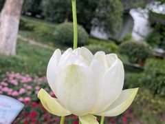-莫愁湖公园