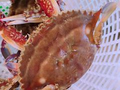 -四海蒸鲜蒸汽海鲜自助(北戴河店)