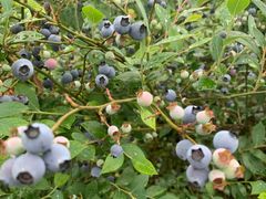 -金谷域澳洲庄园