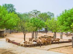 -石家庄市动物园