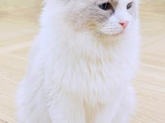 -安格丽娜·狗咖·猫咖羊驼咖(春熙路百盛商场店)