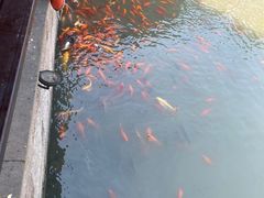 -绍兴镜湖国家城市湿地公园