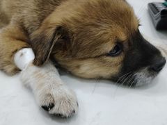 -pd派德宠物中心医院24H急重症·眼科中心·血液透析中心(嵩山北路店)