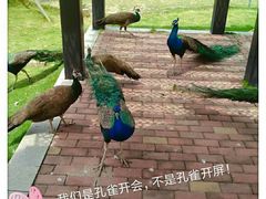 -灵玲国际马戏城