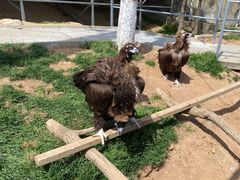 -西霞口神雕山野生动物世界