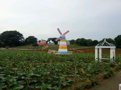 -松山湖梦幻百花洲
